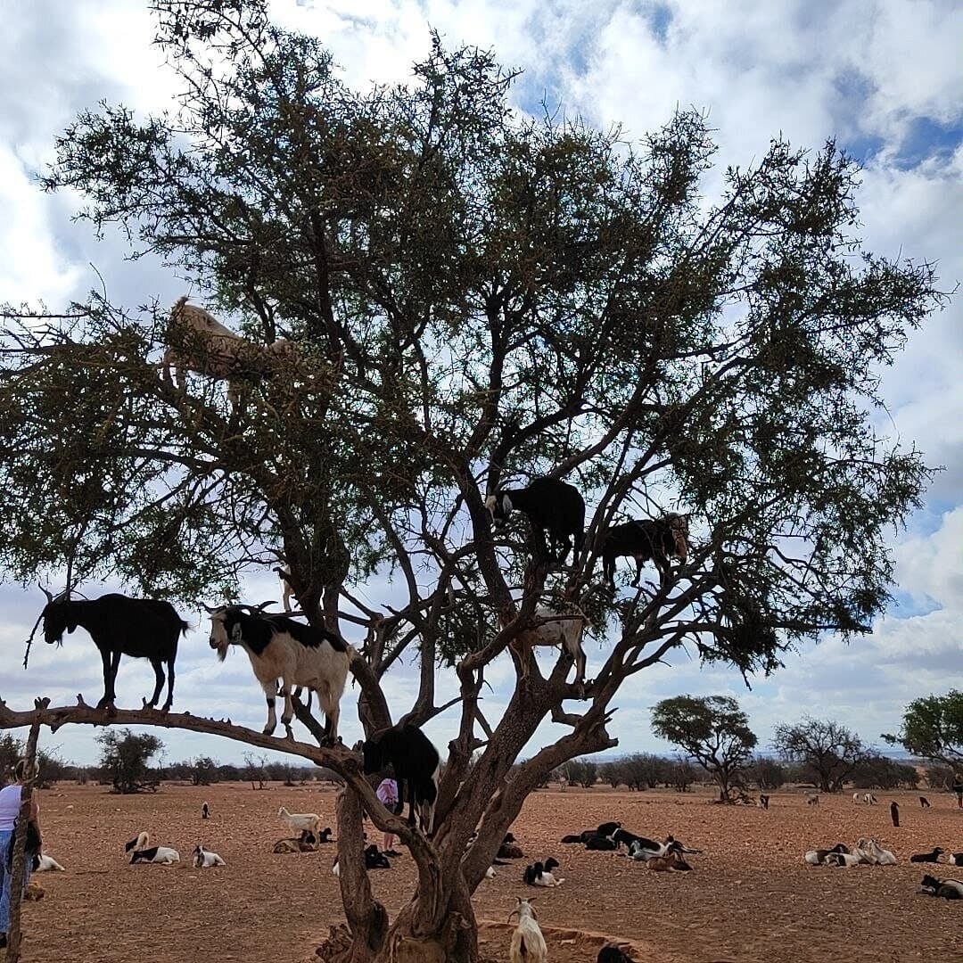 Argan Tree