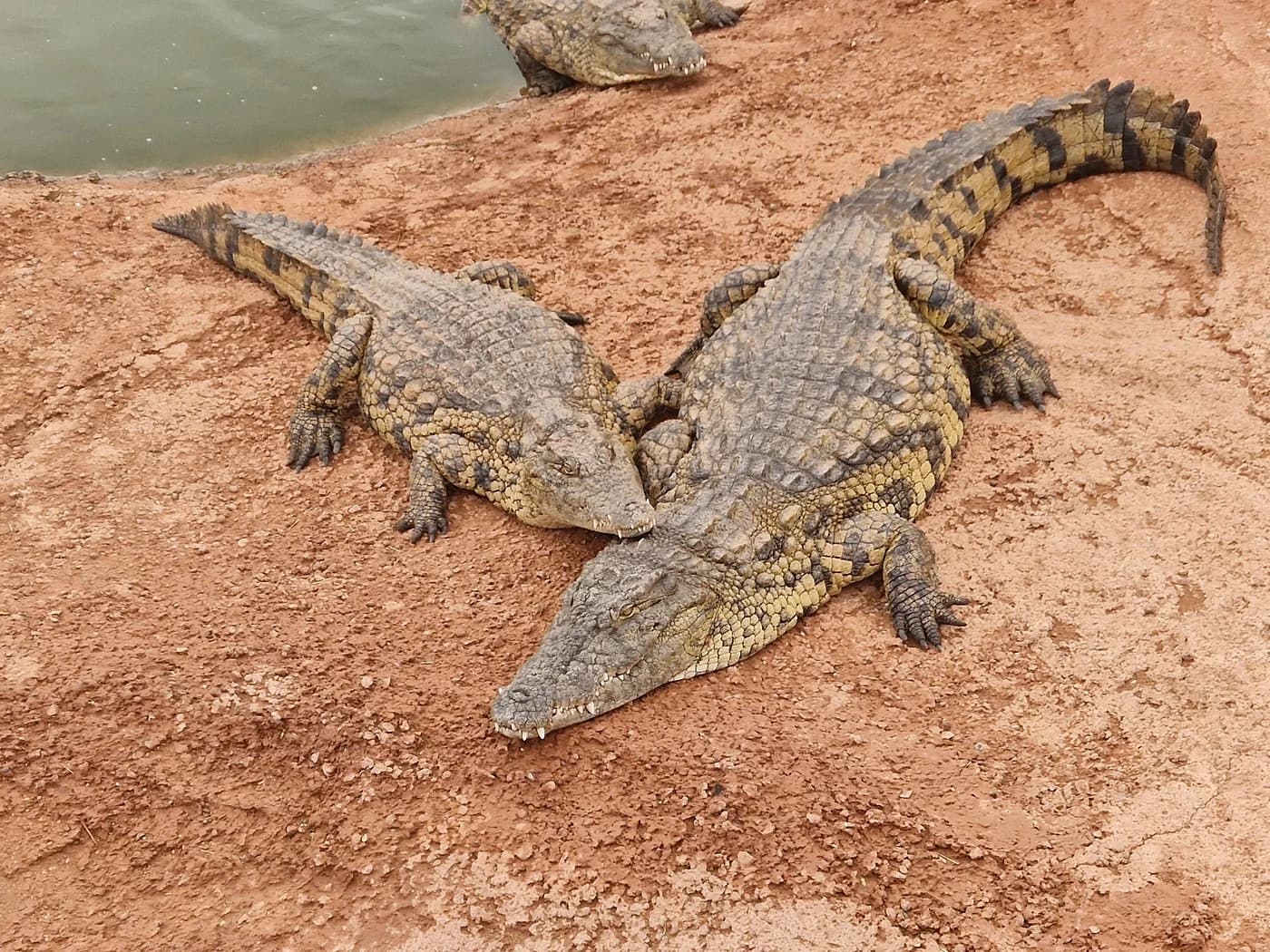Crocodiles at Crocopark