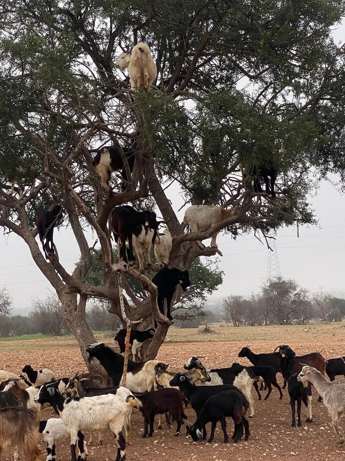 Goat on an Argan Tree
