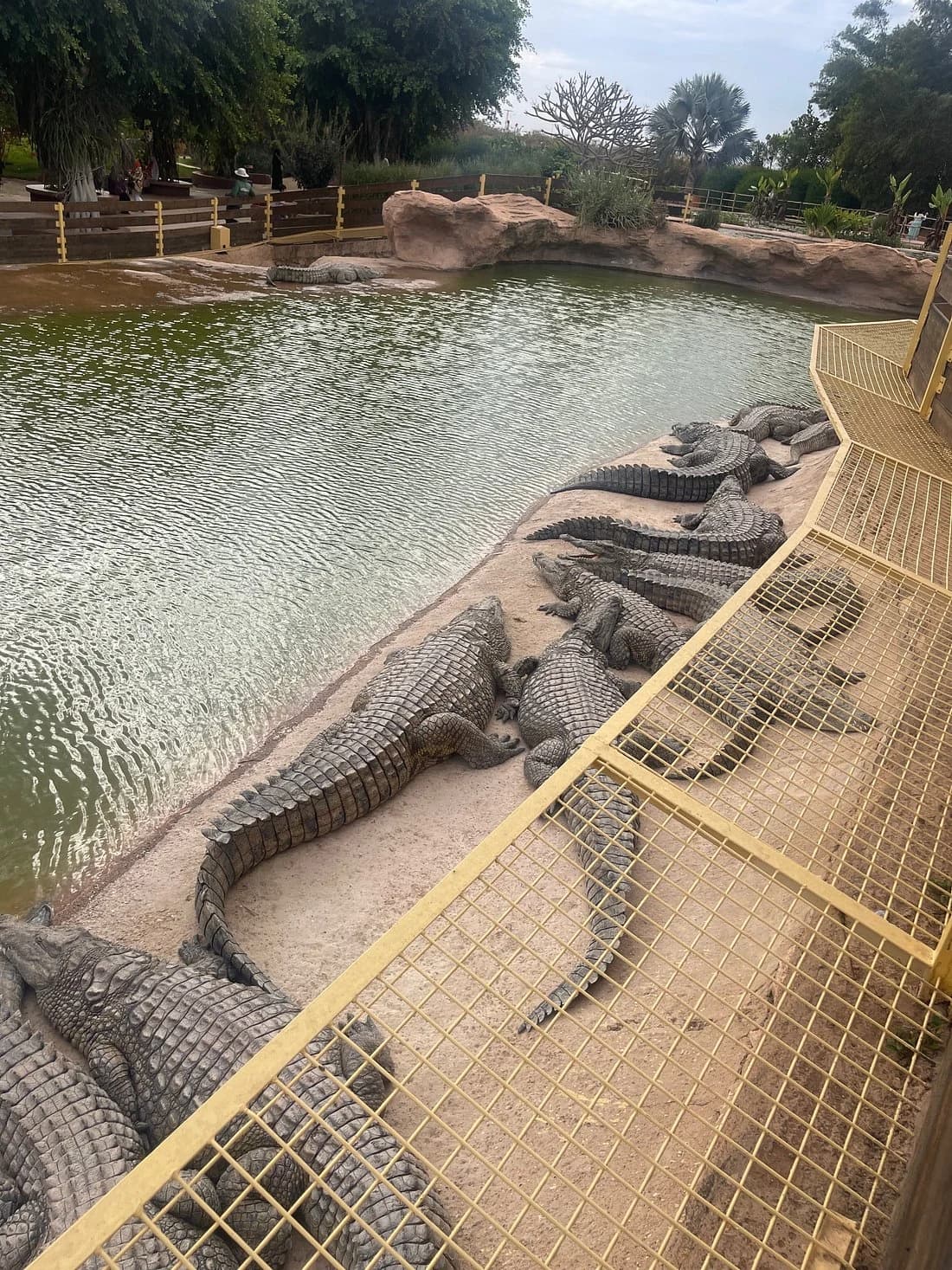 Crocodiles