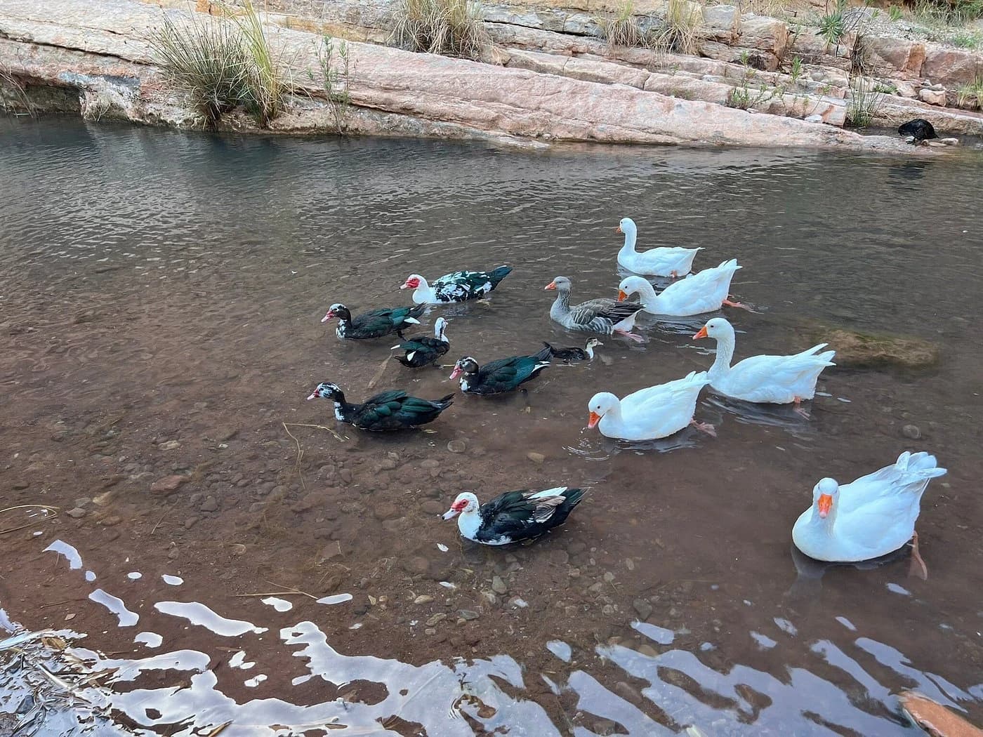 Ducks Swimming in the Valley Stream