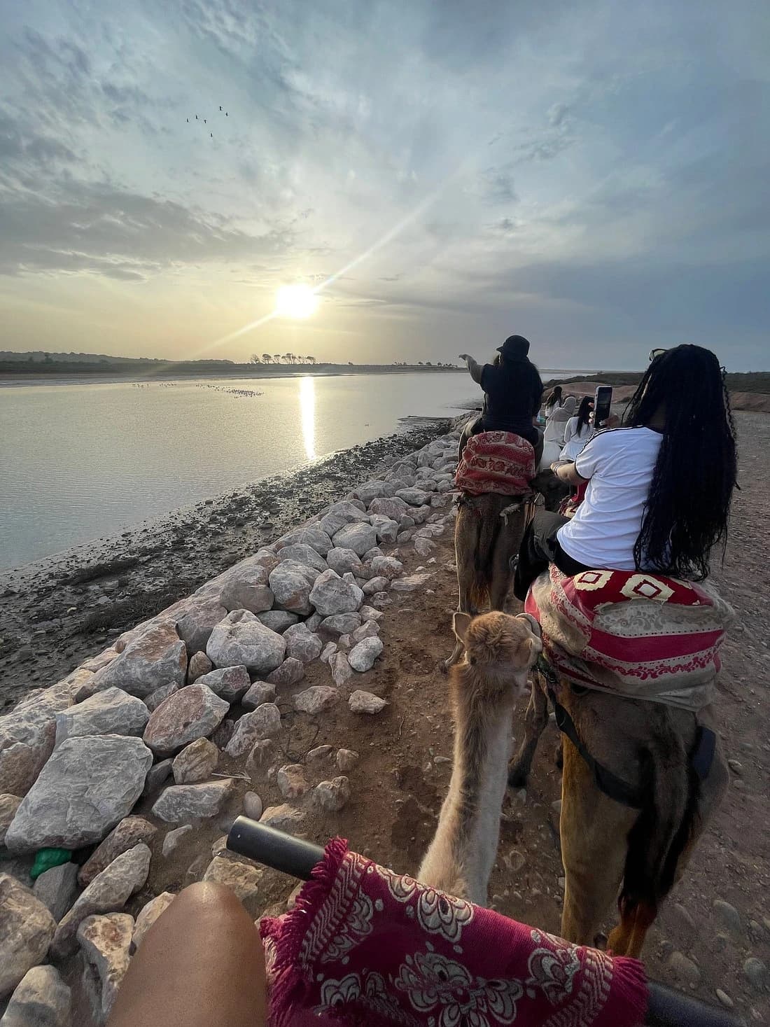 Riders on camels along the Souss river at sunset near Aghroud