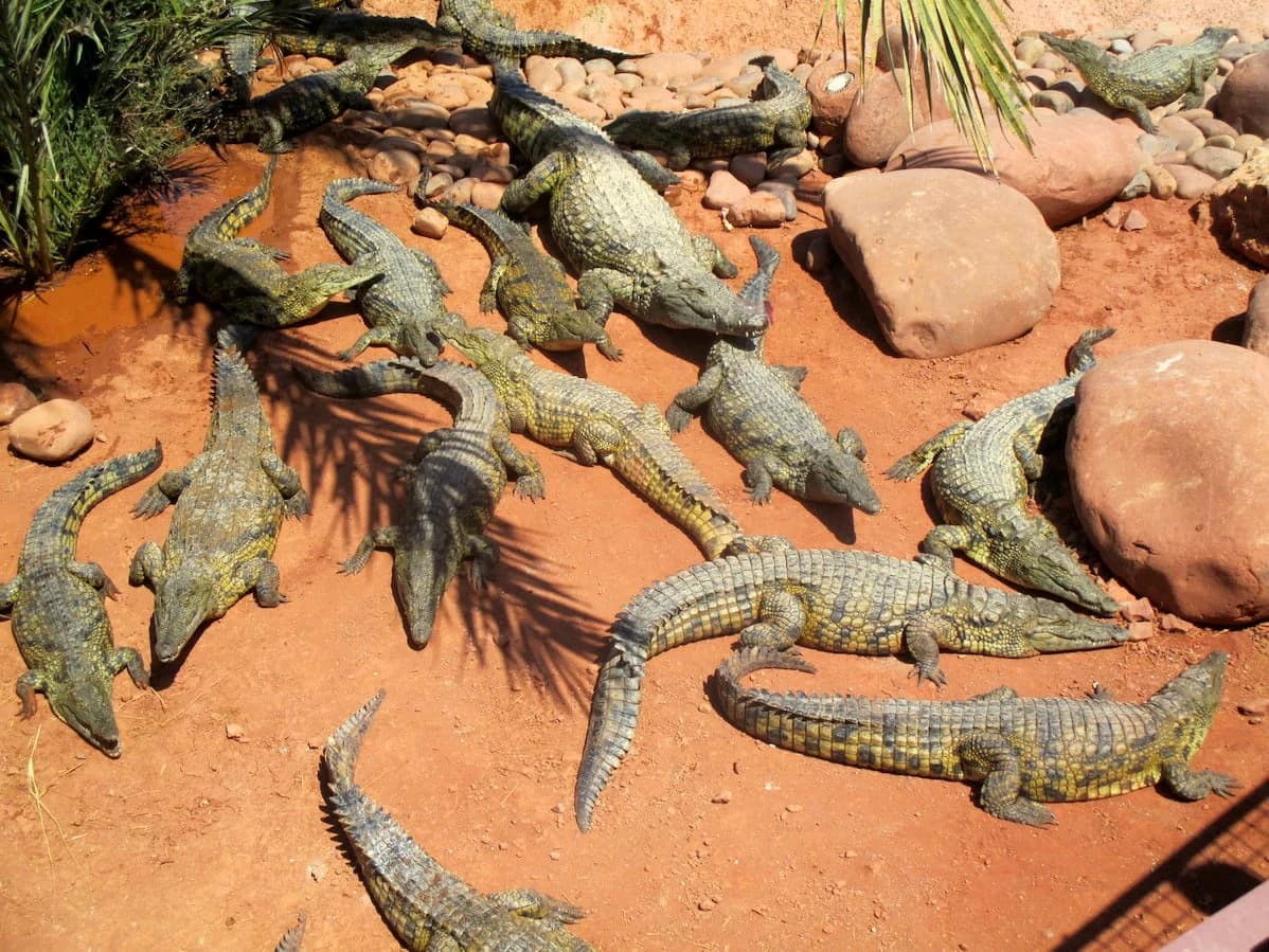 Nile crocodiles resting on the ground of their enclosure beside the rocks