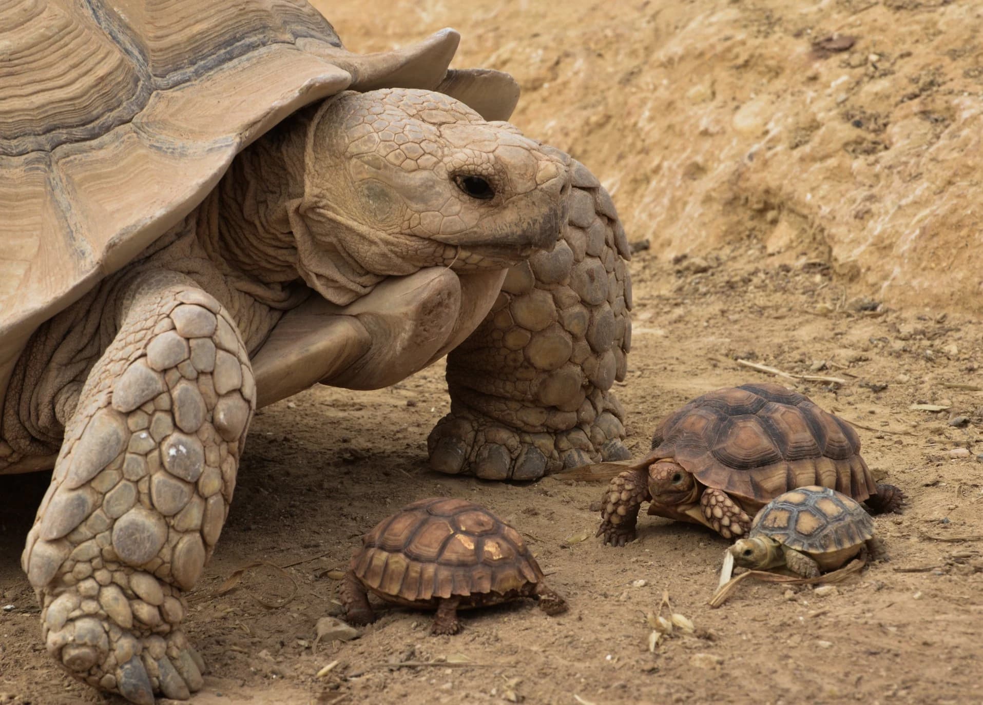 Sulcata tortoises walking on the sandy ground at Crocoparc Agadir