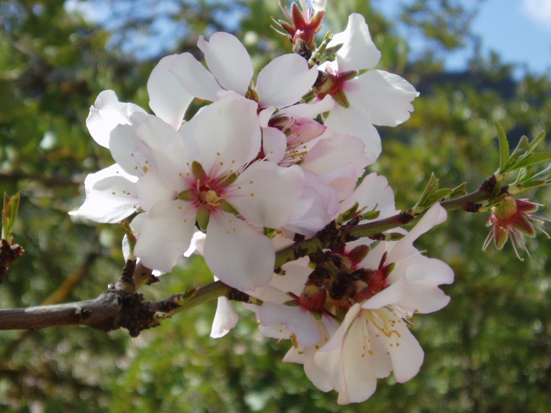 White and pink blossom on a branch in the Imouzzer valley