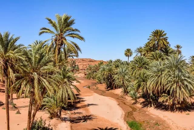 Date palms and a water channel winding through the oasis at Tiout
