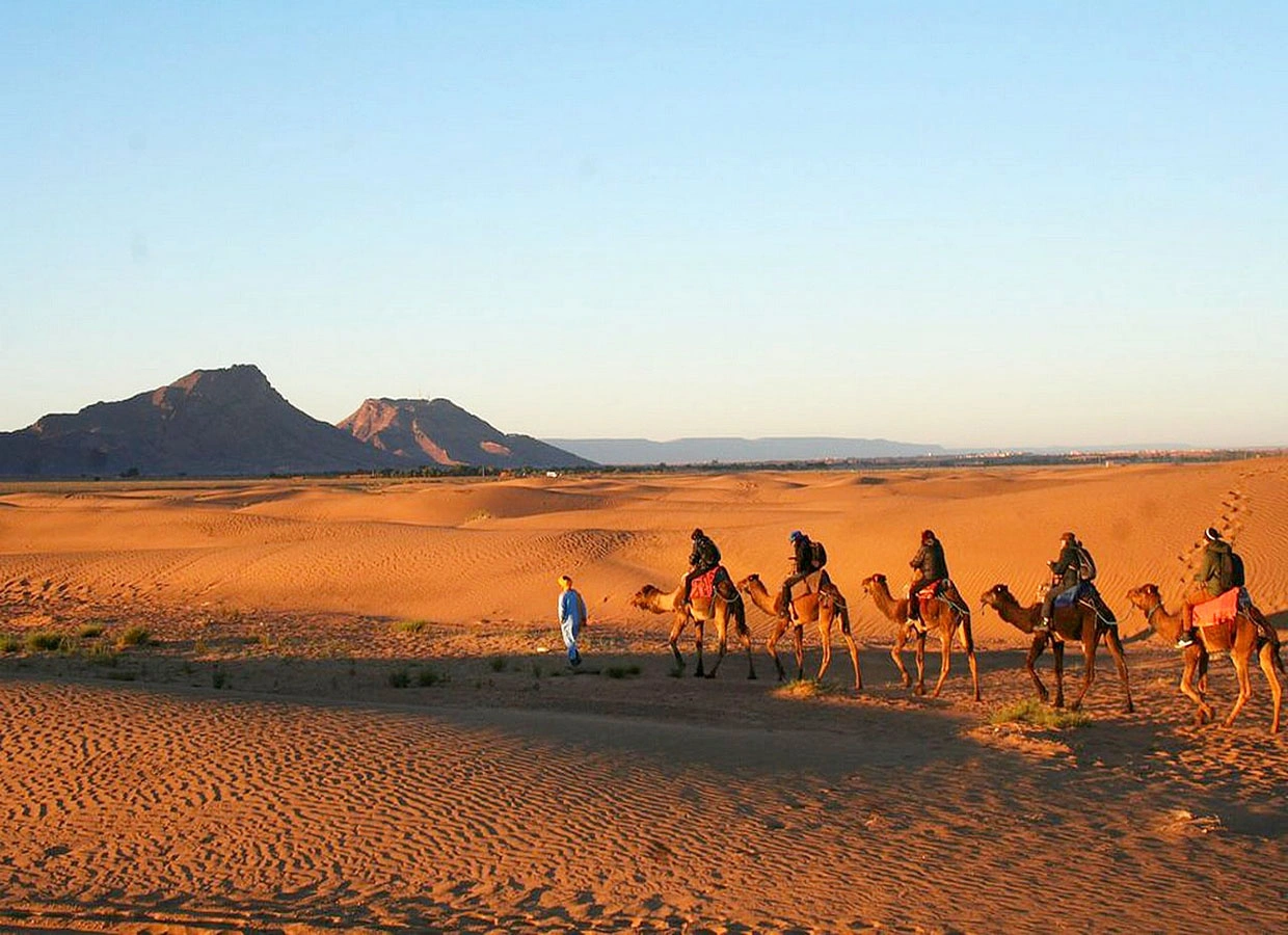Sunset Camel Ride along the Souss River